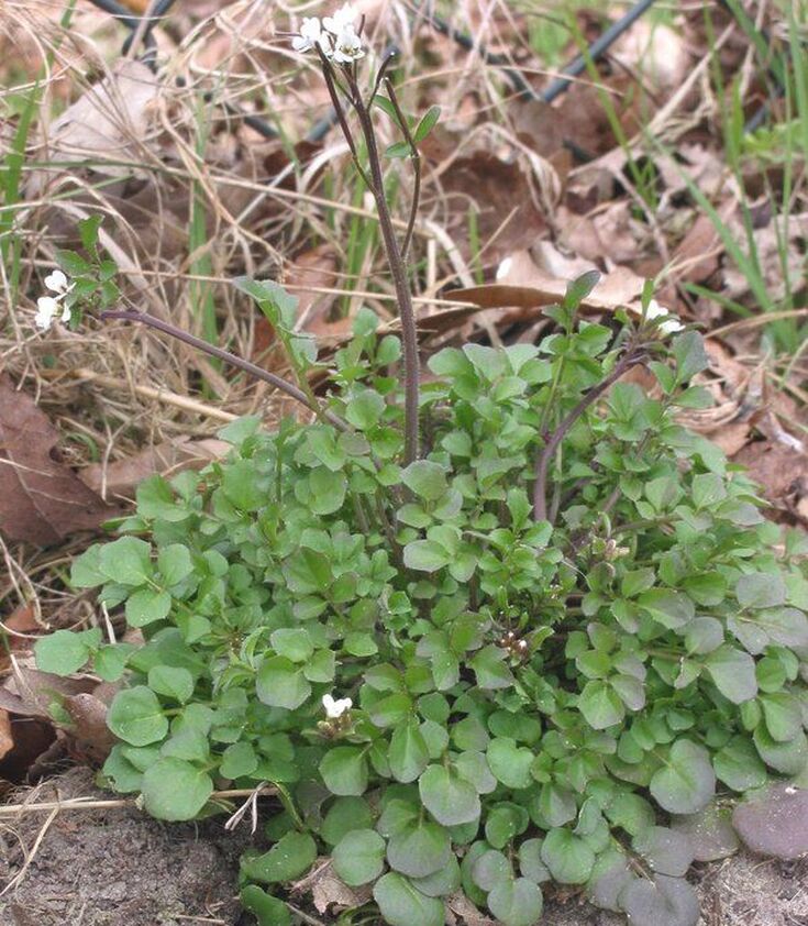 Close-up of green hairy bittercress, a weed with rosette growth, rounded leaves, and purplish flowering stems supporting tiny white flowers growing in mixed mulch, dead leaves, and grass blades.