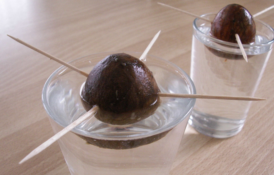 Two short clear glasses on a brown table. In each glass, an avocado pit is suspended halfway into water by being pierced with four and three toothpicks, respectively.