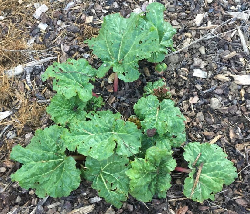 Small rhubarb plat growing in bed of wood chips and some straw. The leaves show circular feeding holes commonly caused by sowbugs, slugs, and earwigs.