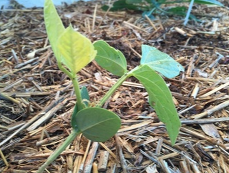 Bean seedling with first leaves and true leaves growing out of straw mulch.