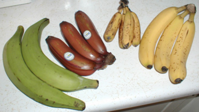 On the left, two greenish yellow plantains. To the right, three small red bananas, then four even smaller yellow apple bananas, and then three yellow Cavendish bananas