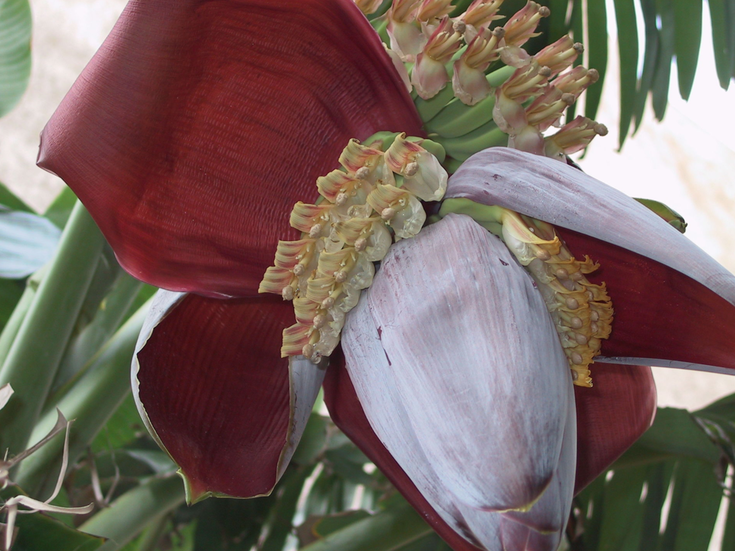 Close-up of partially opened banana flower shows red petal tops and white petal bottoms with clusters of yellow to pink interior petals.