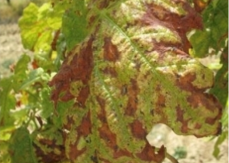 Grape leaves infected with Eutypa dieback show significant yellowing and necrotic tissue