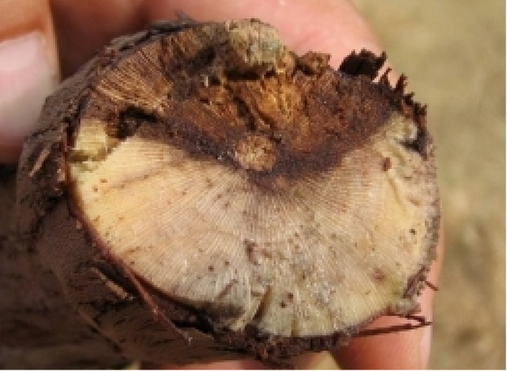Cross-section of grape vine infected with Eutypa dieback exhibits characteristic V-shaped necrosis