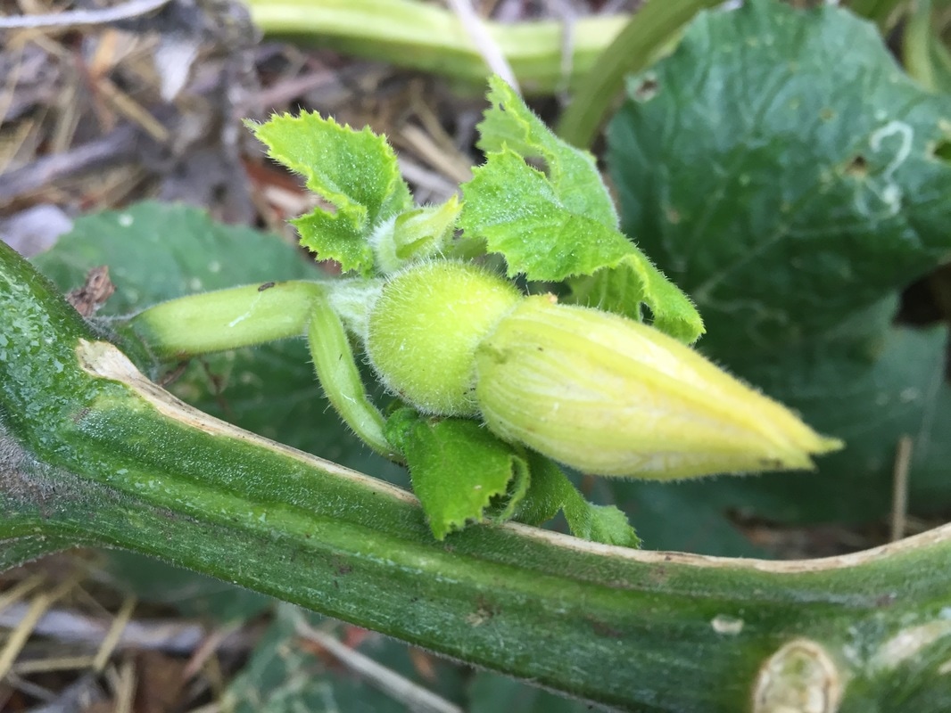 Close-up of green, unopened female squash flower showing unfertilized pseudofruit at the flower's base