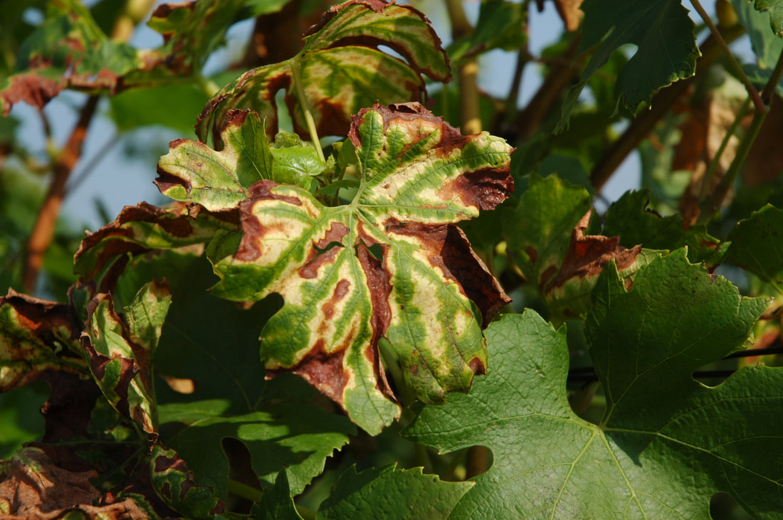 Healthy grape leaves and leaves infected with black measles showing characteristics ‘tiger stripe’ pattern with green veins, haloed with yellow, and surrounded with dead, brown tissue.