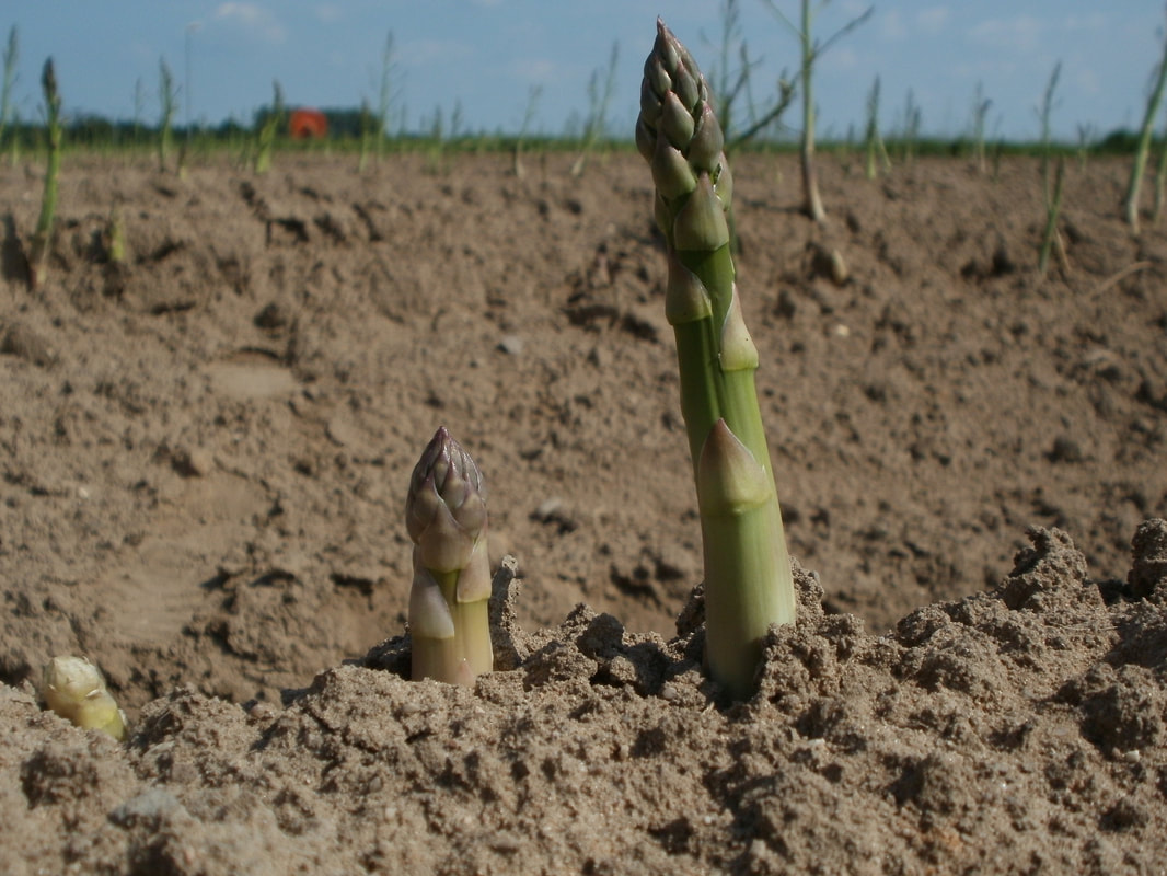 Three progressively more developed asparagus shoots emerging from ploughed field in the foreground, with treeline, a barn and the sky in the background.
