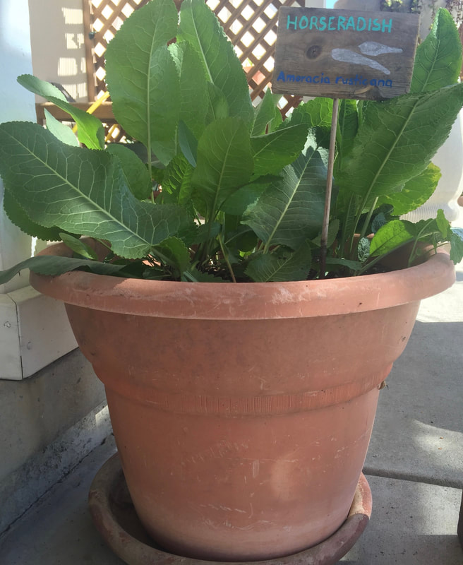 Large orange planter with broad green horseradish leaves seen growing in the pot.