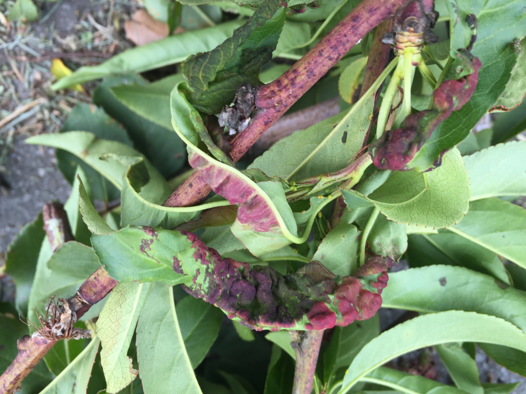 Warty patches on nectarine leaf indicate peach leaf curl infection