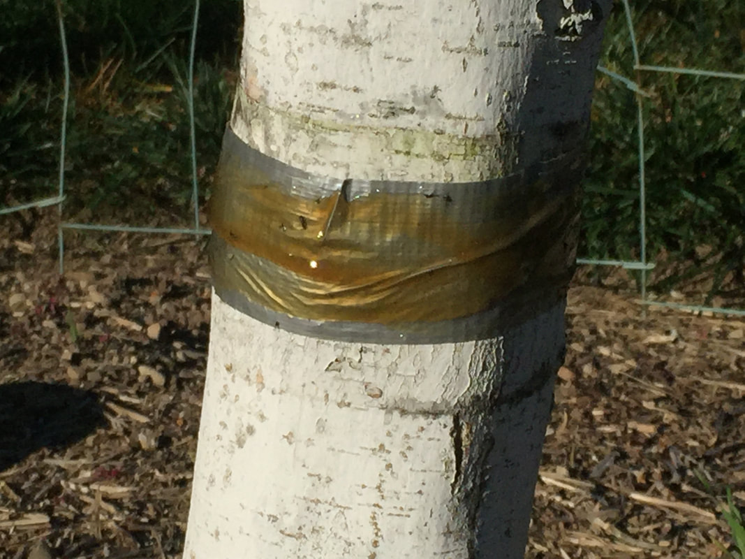 White-barked tree trunk is wrapped with a three inch band of duct tape which has been smeared with Tanglefoot, a sticky barrier..