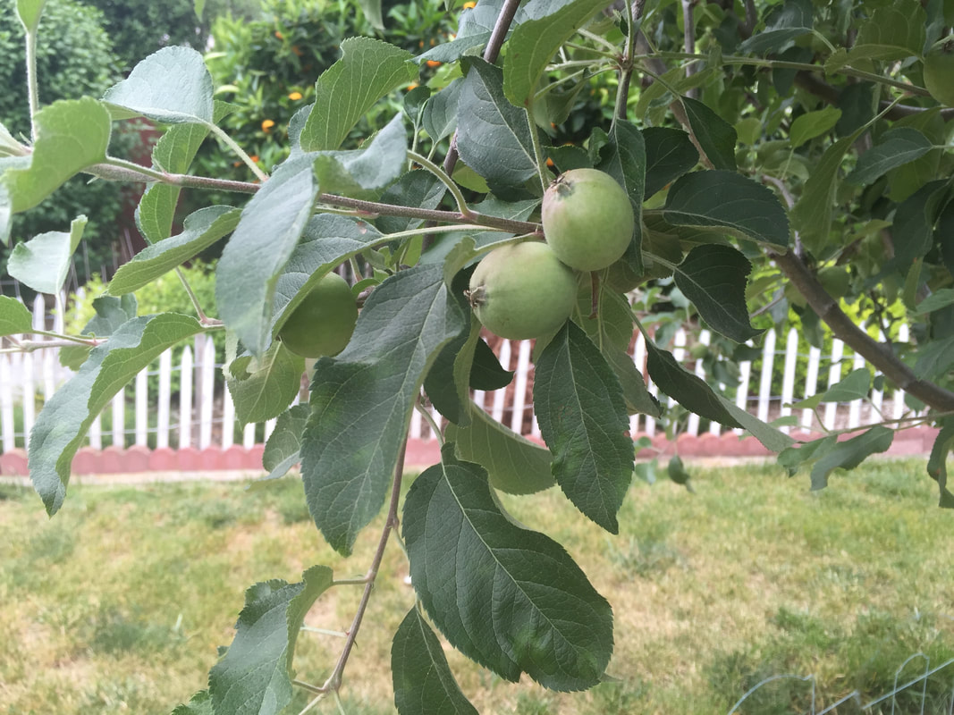 Browning lawn, white picket fence, scalloped brick edging and various landscape plants in background. Foreground is a close-up of two immature apples hanging from a branch.Picture