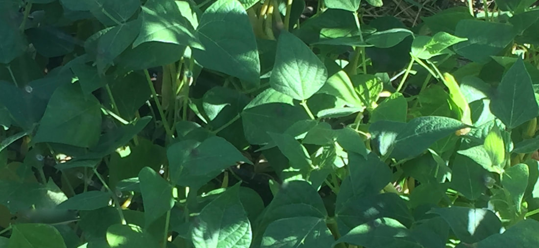 Partially shades dense growth of bean plants with heart-shaped leaves.