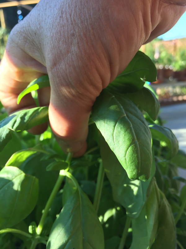 Hand reaching down from above basil plant to pinch just above where two leaves emerge from the stem.