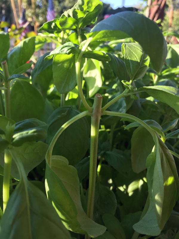 Close-up of basil plant which has been pinched off just above where two leaves emerged and the resulting new growth from those nodes.