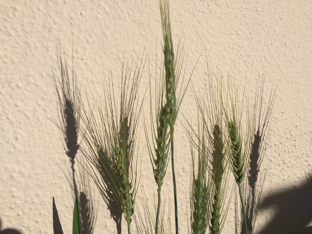 A few green stalks of barley with fully formed heads and thread-like hairs pointing straight up seen on a background of a beige stucco wall.