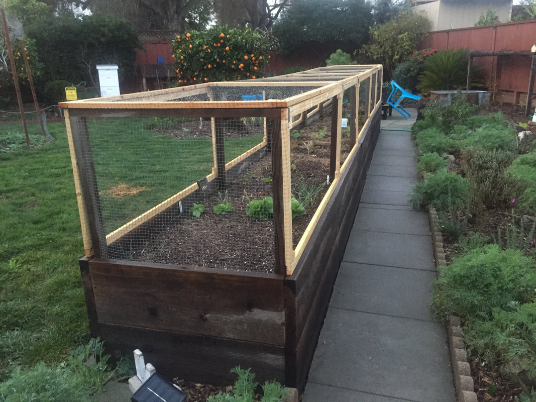 With lawn on the left, and a sidewalk and some low-growing plants on the right, the main image is a 25' long, 3' wide, and 2-1/2' tall raised bed made with weathered redwood boards with new pine wood frames covered in netting used to protect the seeds and seedlings.