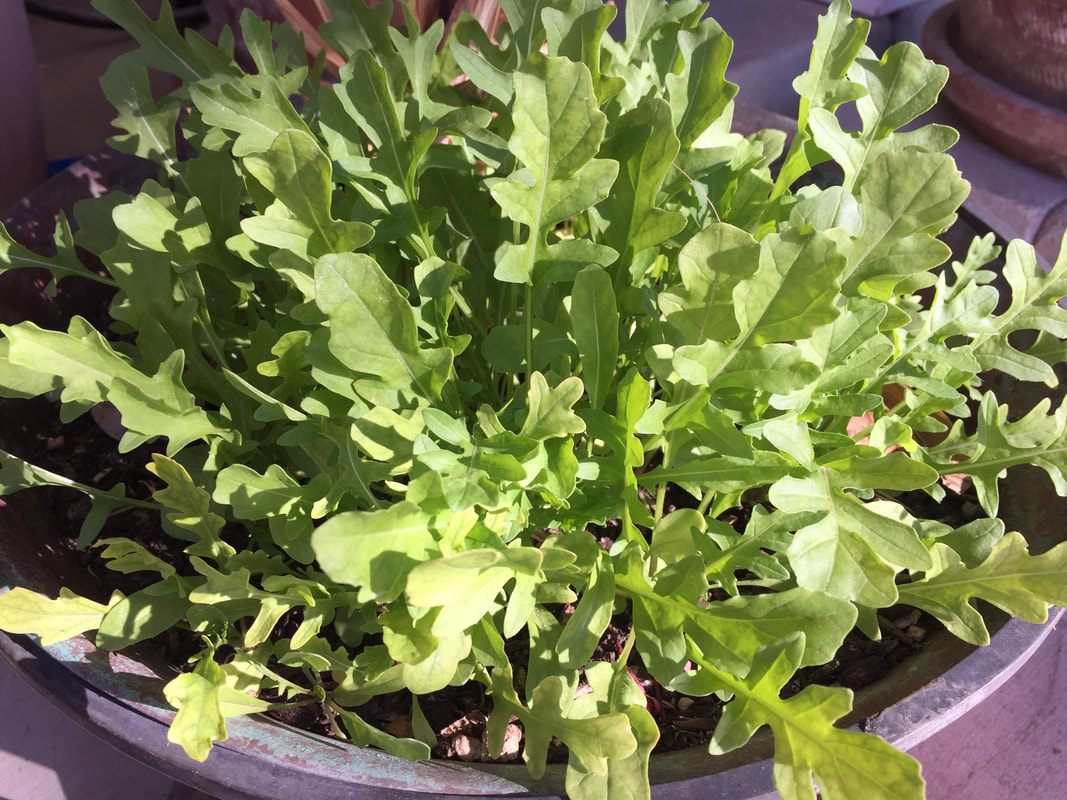 Planting container is filled with young arugula plants.