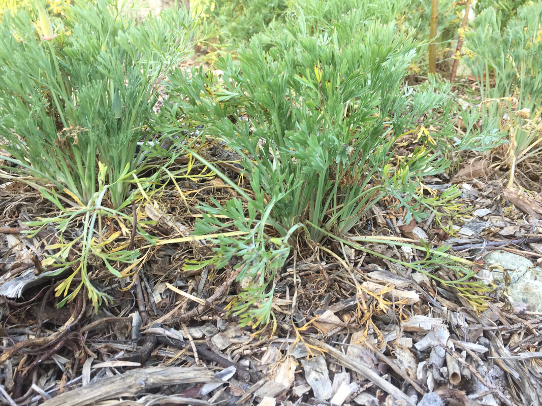 Several California poppy plants that have been mulched with wood chips are showing yellowing and lesions.