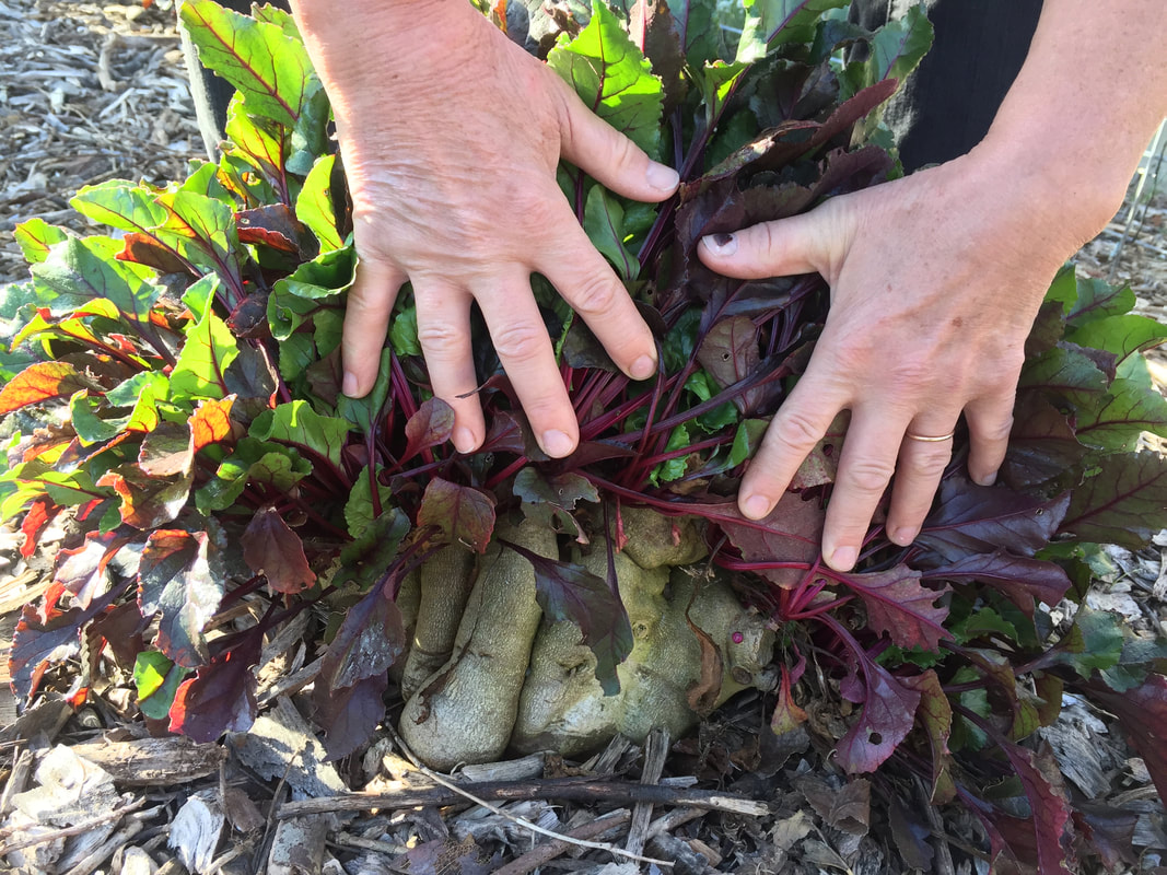 Greyed wood chips surround a very large, gnarled 7-year old beet exposed by two holds holding back dark and light green and reddish-purple leaves.