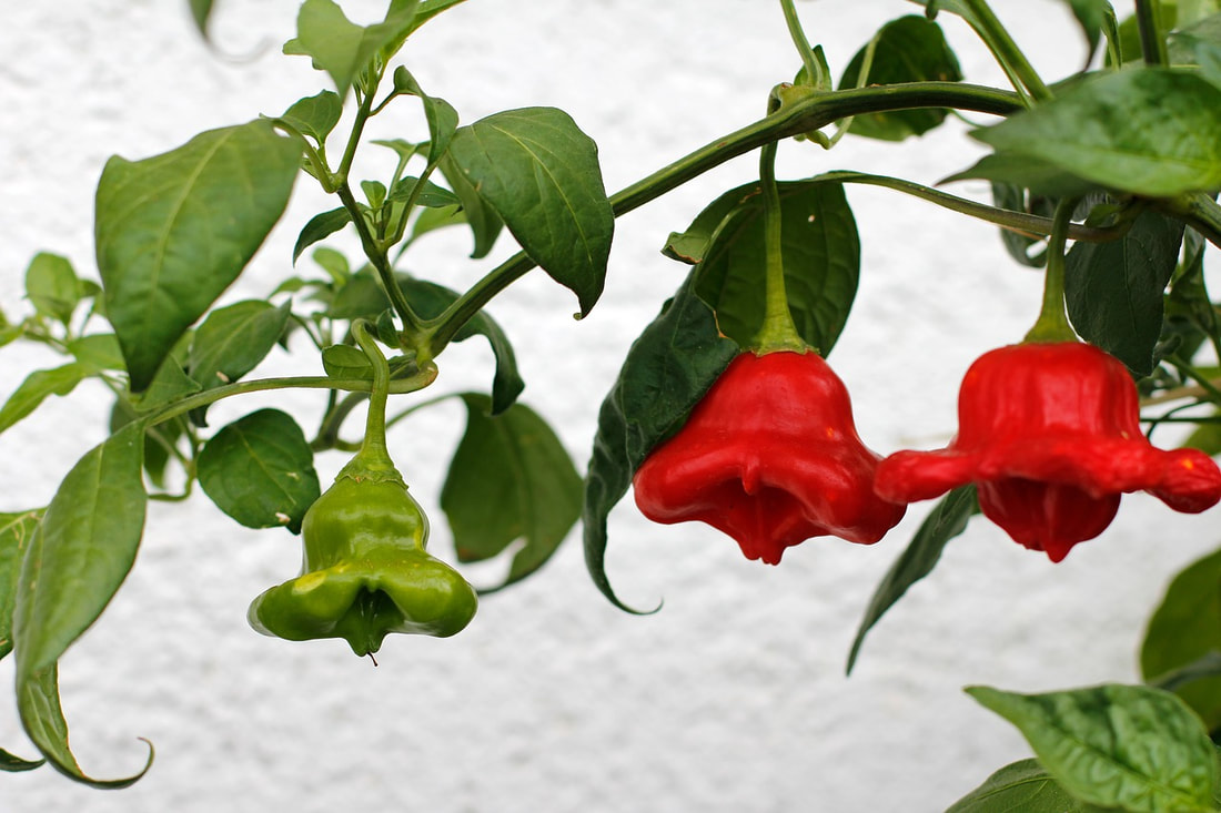 green-leafed pepper plant with bell-shaped green and red paprika peppers on white background