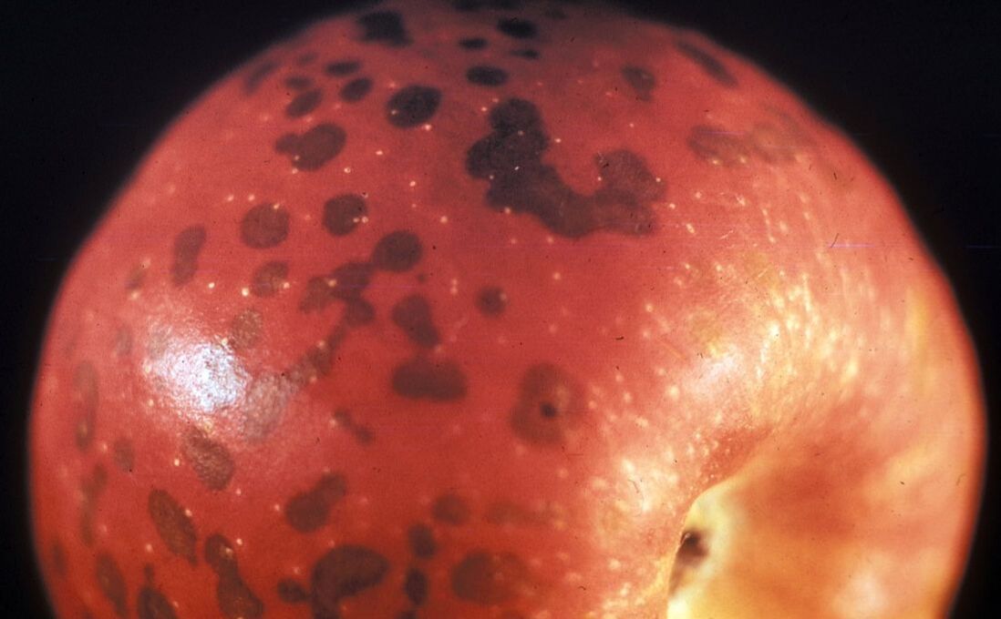 Red apple with brown freckles