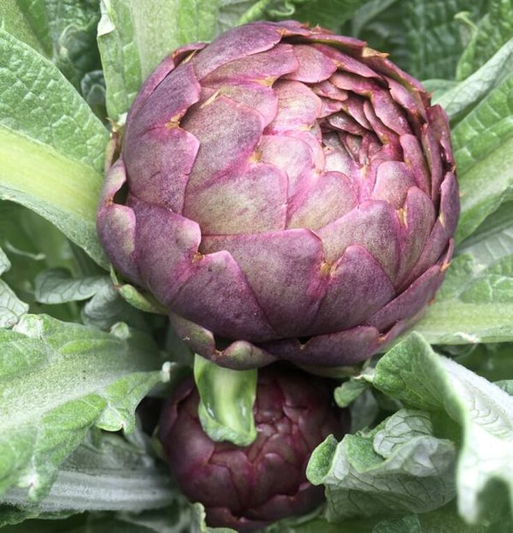 Close-up of large, young purple artichoke flower bud, with a second, smaller bud just below it, surrounded by green foliage.