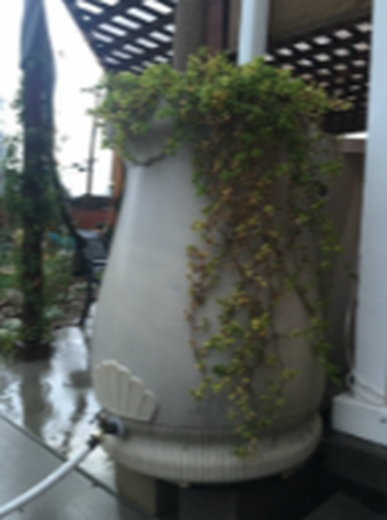 Grey rain barrel with plants cascading down the right-hand side, with white downspout all under latticed pergola