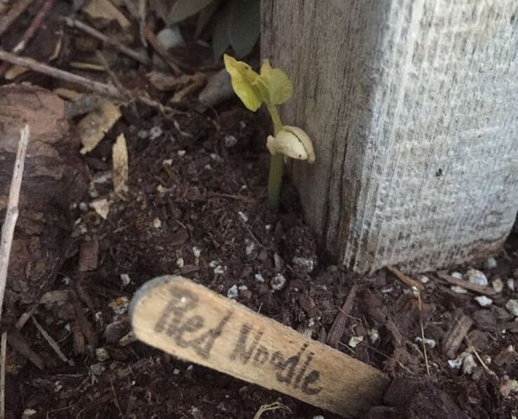 A pale green bean plant emerges next to a whitewashed wooden  trellis post. A wooden popsicle stick in the foreground identifies the plant as a red noodle bean.