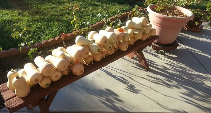 Picnic bench on concrete patio is covered with mature butternut squash.