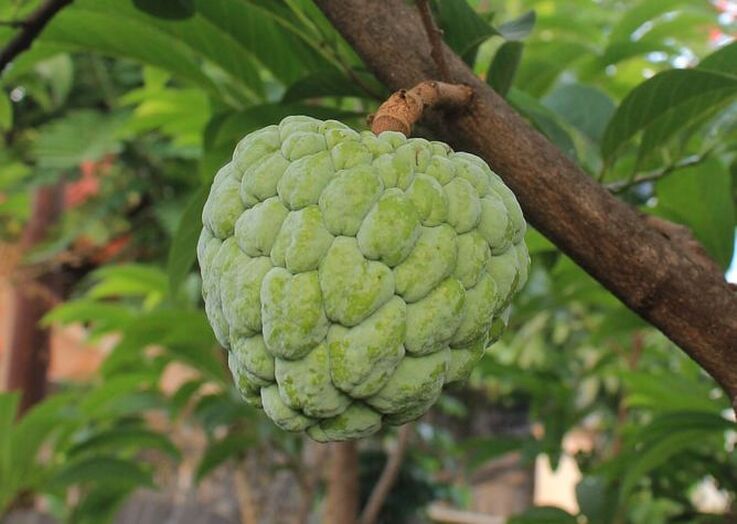 Large, green, heart-shaped cherimoya fruit with prominent scales that is hanging from a sturdy stem, which ios attached to a tree branch.