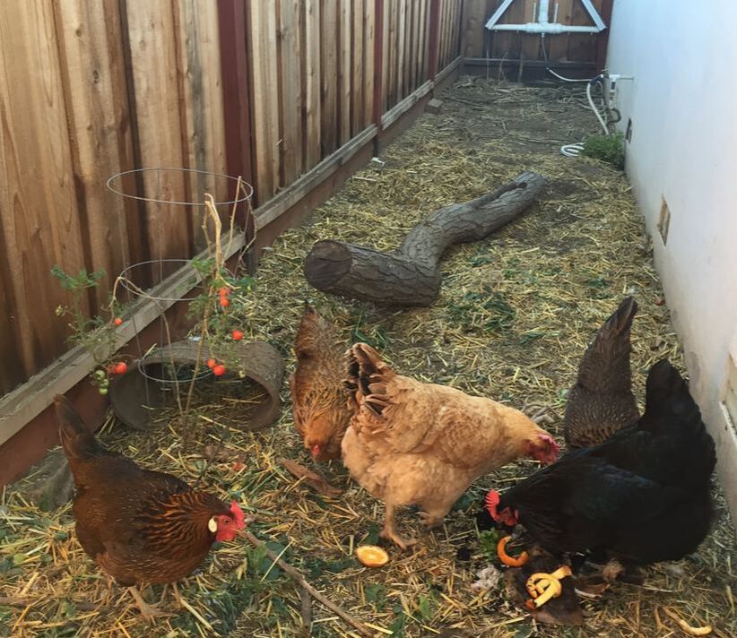 A thin side yard shows the beige side of a house on the right and a wooden fence on the left. In the foreground are five hens, ranging in color from blonde to rust to black, scratching in straw and fresh kitchen waste. Next to the hens is a cherry tomato plant held up with a tomato cage and sporting half a dozen tomatoes. Behind them, a long tree branch rests on the ground. In the background, a white triangular shape can be seen on the back fence. This structure is a chicken drinking fountain.