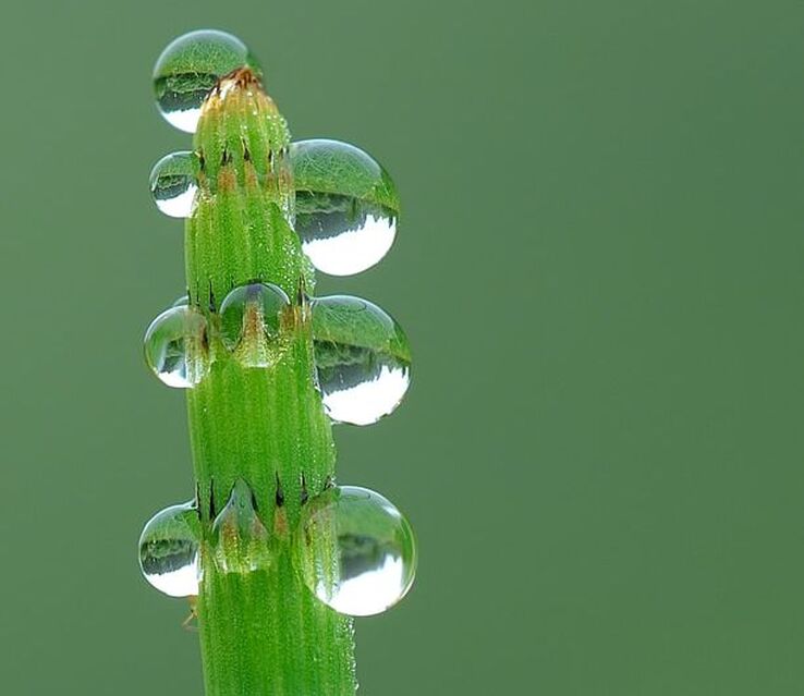 Numerous droplets of water oozing from green water horsetail stem in guttation. Seen over a softer green background.