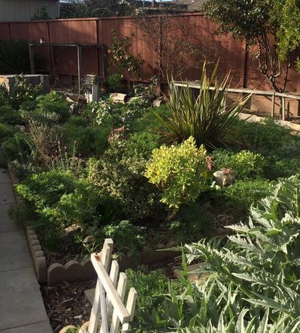 California backyard planting area in foreground showing lush growth and full sun with a red wooden fence in the background. Image taken at 9AM in April.