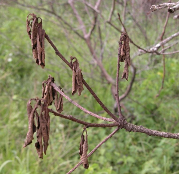Green blurred background with dead branch and twigs with dead leaves attached in foreground
