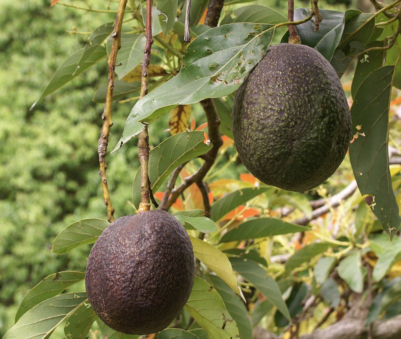 Two ripe avocados hanging from stems with leaves in foreground. Background is blurred green leaves.