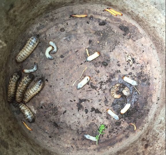 PictuFat grubs and yellow wireworms in metal bucket.re