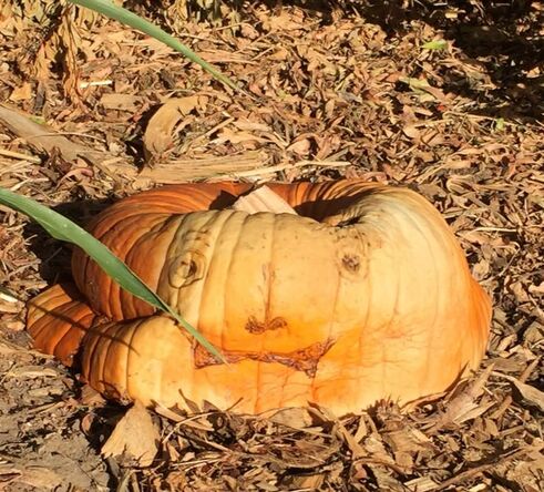 Pumpkin that has begun decomposing while sitting on bed of wood chips. The silly face drawn on the pumpkin with a black marker looks wrinkled and old.