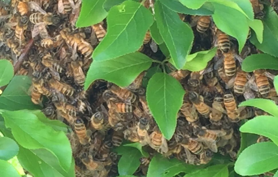 Close-up of honey bees clustering on a tree branch, with some leaves exposed.