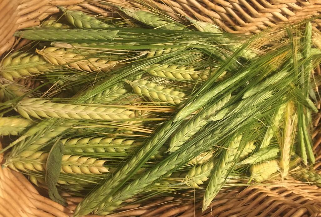 Overhead view of woven basket containing harvested barley ears, ranging in color from green to brown.