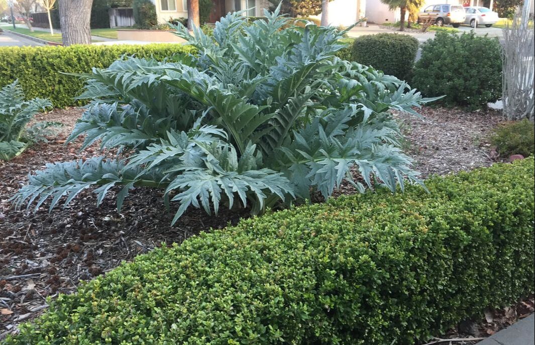 Very large artichoke plant in mulched front yard surrounded by hedges and other landscape plants.
