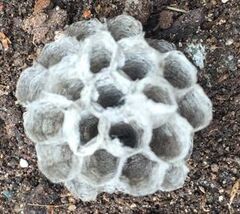 Close-up of small paper wasp nest.