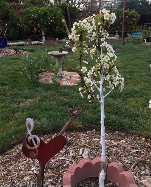 Small pear tree with whitewashed trunk and covered with white blossoms. Circular red scalloped brick surround the trunk and a piece of rusting yard art in the form of a red heart and a silver treble clef are next to the tree. A concrete birdbath and lawn can be seen in the background along with two orange trees.