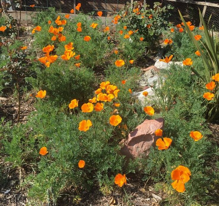 Thick greenery and bright orange California poppy flowers peppered with some large rocks.