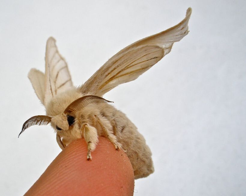 https://www.thedailygarden.us/uploads/4/5/4/9/45493619/published/puppet-the-silkworm-moth-lottie-public-domain.jpg?1623178686