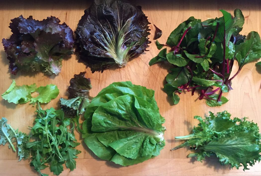 A variety of fresh salad greens are spread out on a cutting board. Going clockwise, starting in the upper left: red leaf lettuce, radicchio leaves, baby beet leaves, curly endive, chicory, arugula, kale, and butterleaf lettuce.