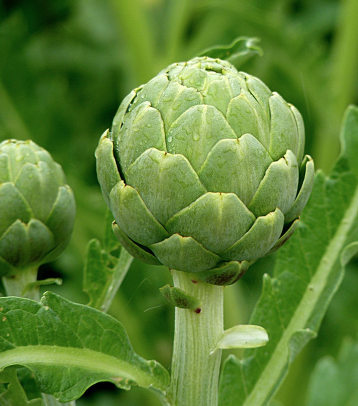 Close-up of newly opening green artichoke in foreground with other artichokes and leaves in the background