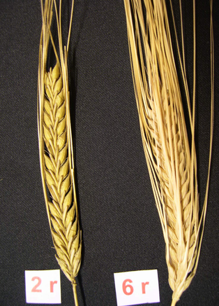 On the left, labeled 2R, is a stalk of ripe, dry two-row barley with closely held spikelets. On the right, labeled 6R, is a head of ripe, dry six-row barley with more loosely arranged spikelets, all on a black background. 