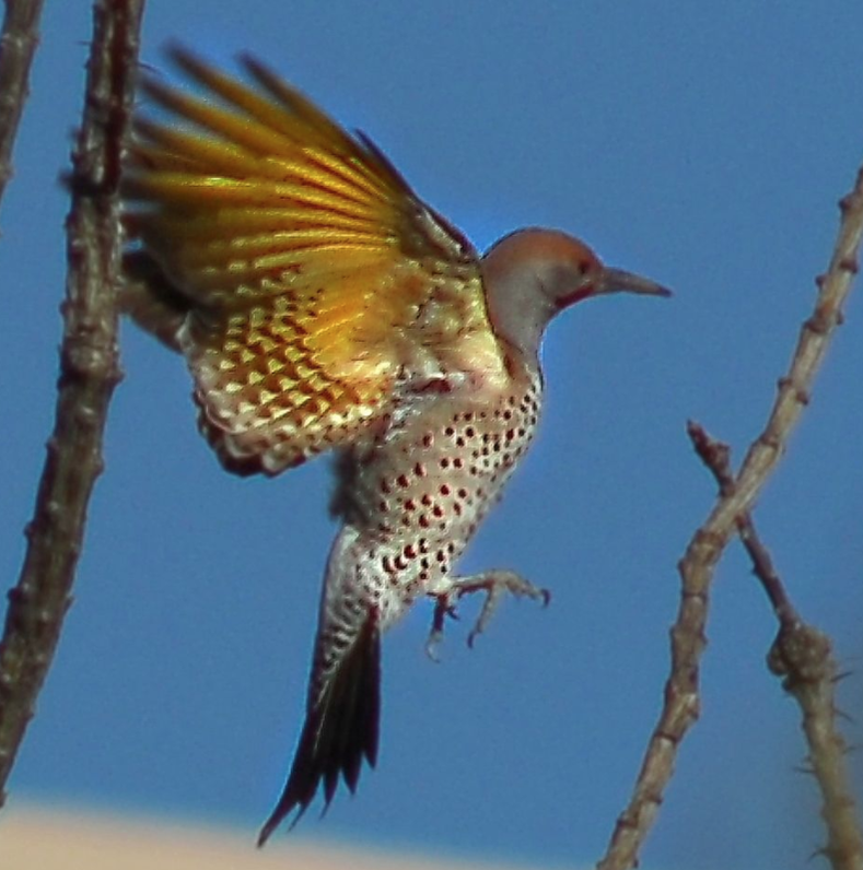 Tote Bag of Gilded Flicker (Colaptes chrysoides)