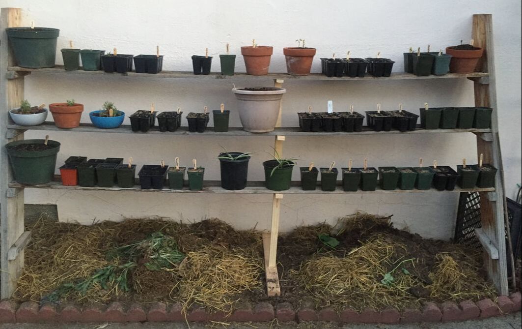 Three shelves held at an angle against a white wall support numerous small planter pots filled with soil. Wooden popsicle sticks indicate the contents of each container.
