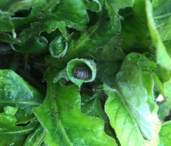 Close-up of Gerbera daisy leaves with center leaf rolled up and  filled with a sowbug.